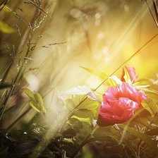 Схема вышивки «цветок»