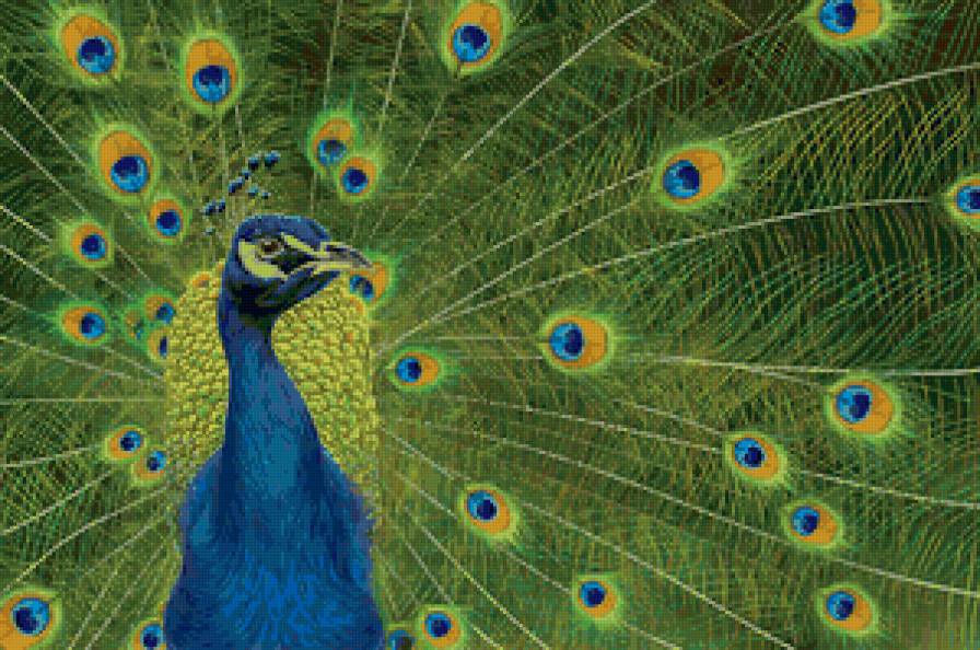 папвлин - картина, птицы, павлины - предпросмотр