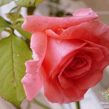 Схема вышивки «Омаровая роза»