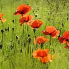 Схема вышивки «маки»