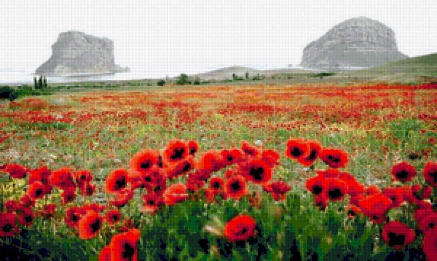 маковое поле - предпросмотр