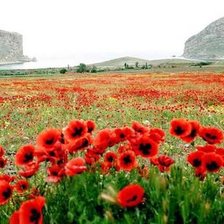 маковое поле