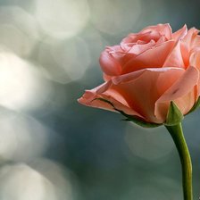 Схема вышивки «коралловая роза»