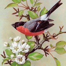 Схема вышивки «птичка на ветке»