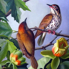 Схема вышивки «птицы»