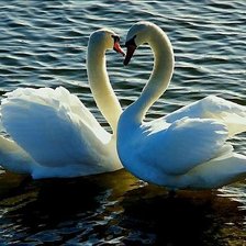 Схема вышивки «Влюблённые лебеди)»