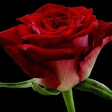 Схема вышивки «роза»