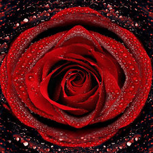 Схема вышивки «роза 3»