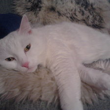 Схема вышивки «Белая кошечка»