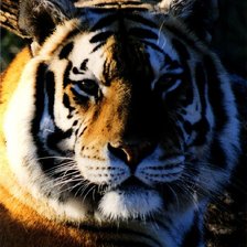 Схема вышивки «тигр»