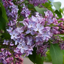 Схема вышивки «Сирень»