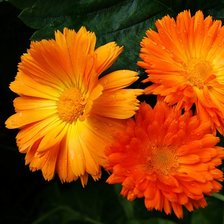 Схема вышивки «Календула»