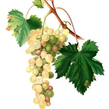 Схема вышивки «виноград6»