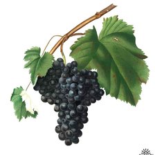 Схема вышивки «виноград 7»