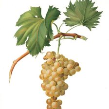 Схема вышивки «виноград 8»