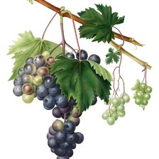 Схема вышивки «виноград10»