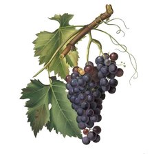 Схема вышивки «виноград12»