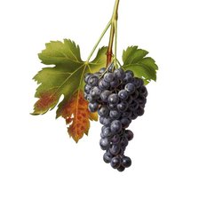 Схема вышивки «виноград 14»