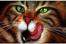 Схема вышивки «киса-киса»