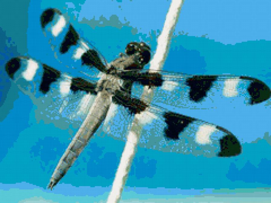 Стрекоза - насекомое - предпросмотр