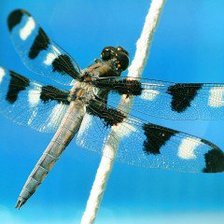 Схема вышивки «Стрекоза»