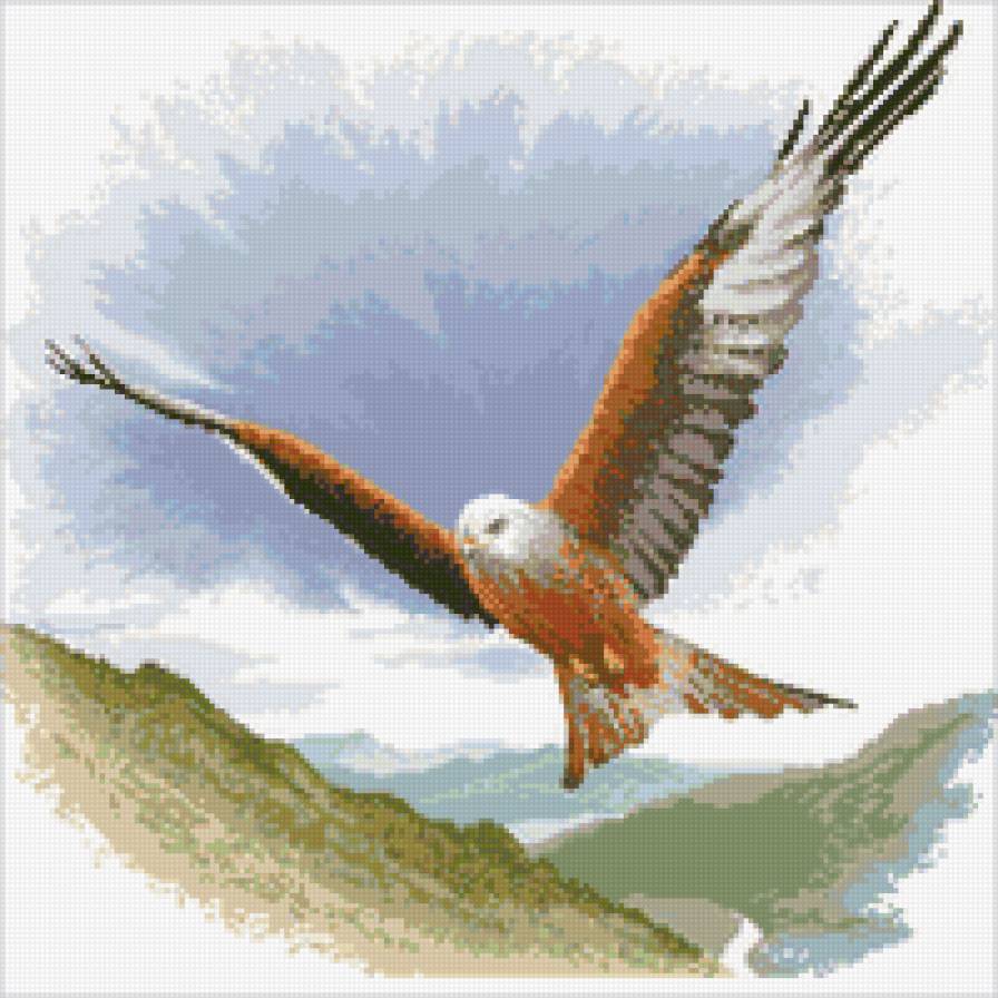 орел - в небе, природа, птицы, орел - предпросмотр