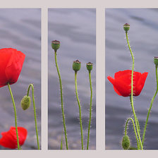 Схема вышивки «маки»