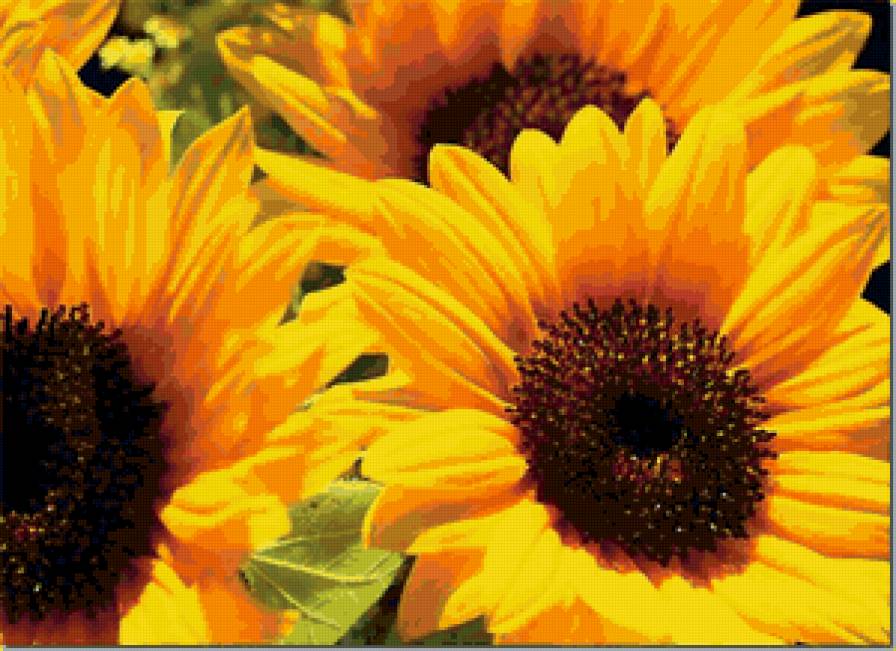 подсолнухи - подсолнух, цветы, лето, желтый - предпросмотр