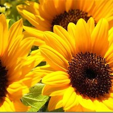 Схема вышивки «подсолнухи»