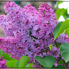 Схема вышивки «Сирень»