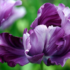 Схема вышивки «ирисы»