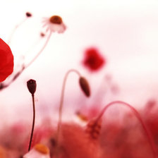 Схема вышивки «маки»