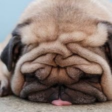 Схема вышивки «мопс»