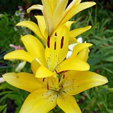 Схема вышивки «лилии»