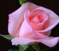 Схема вышивки «Роза»