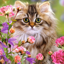 Схема вышивки «КОТЕНОК»