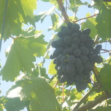 Схема вышивки «Гроздь винограда»