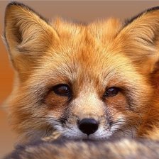 Схема вышивки «лисичка»