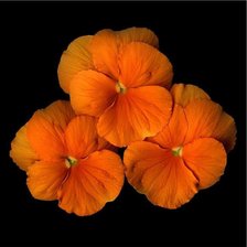 Схема вышивки «желтое на черном»