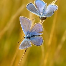 Схема вышивки «голубые мотыльки»
