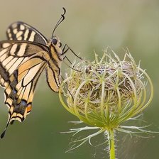 Схема вышивки «на колючке»