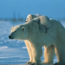 Схема вышивки «белые медведи»