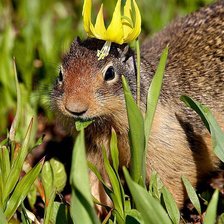 Схема вышивки «принцесса»