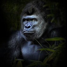 Схема вышивки «горилла»