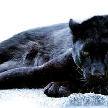 Схема вышивки «пантера»