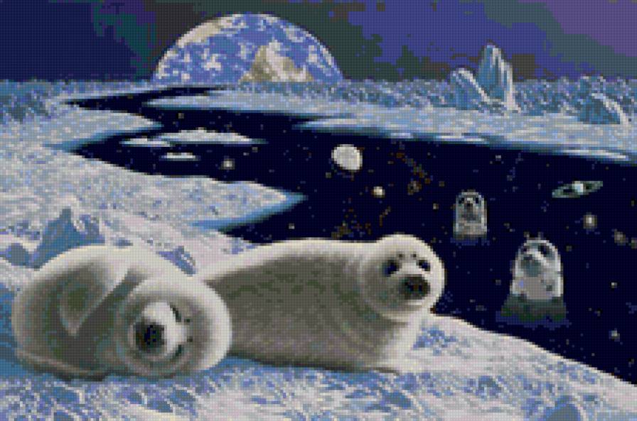 Тюлени - животные, космос, океан, тюлень - предпросмотр