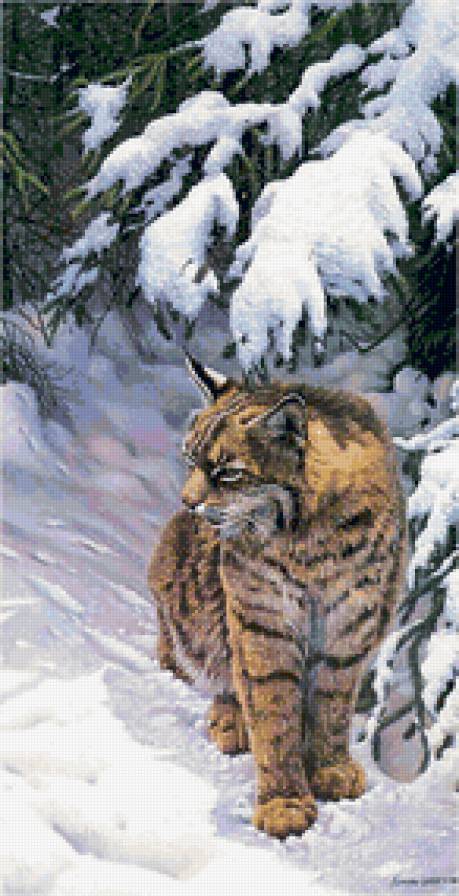 Очаровательная рысь - хищник, рысь, кошка, зима, животные - предпросмотр