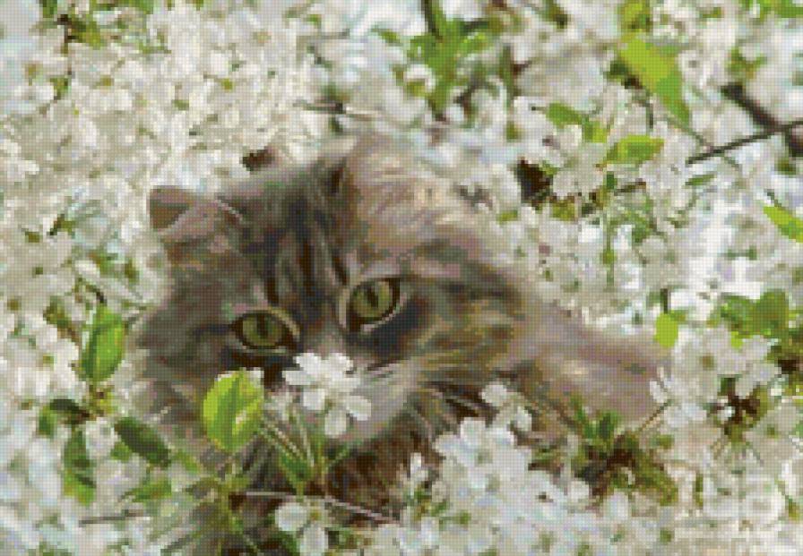 Котик и цветы - цветы, животные, кошка, котенок - предпросмотр