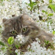 Схема вышивки «Котик и цветы»