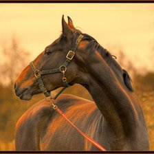 Схема вышивки «Лошадь в закате»